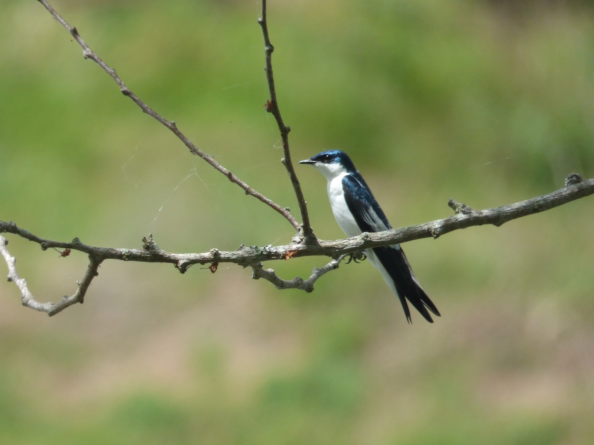White-winged Swallow - ML107841751
