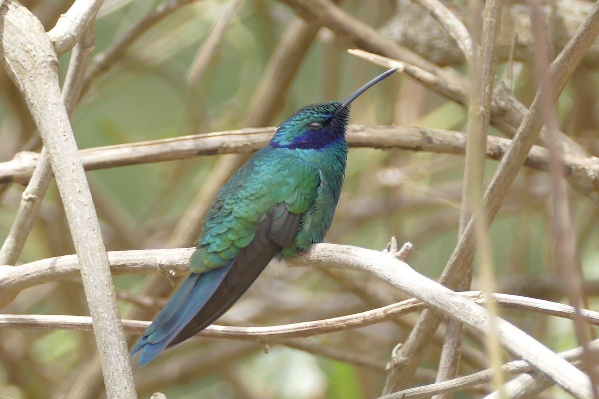 kolibřík modrolící - ML107842981