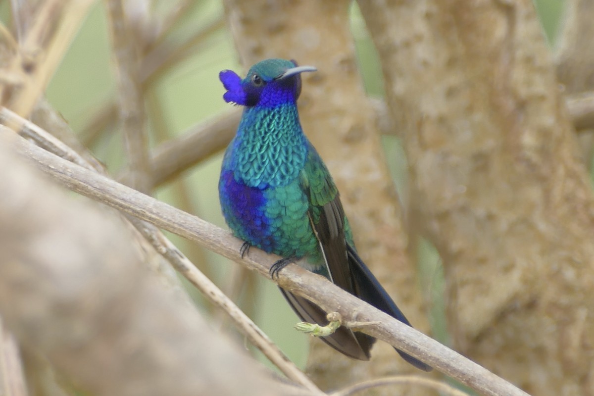 kolibřík modrolící - ML107842991