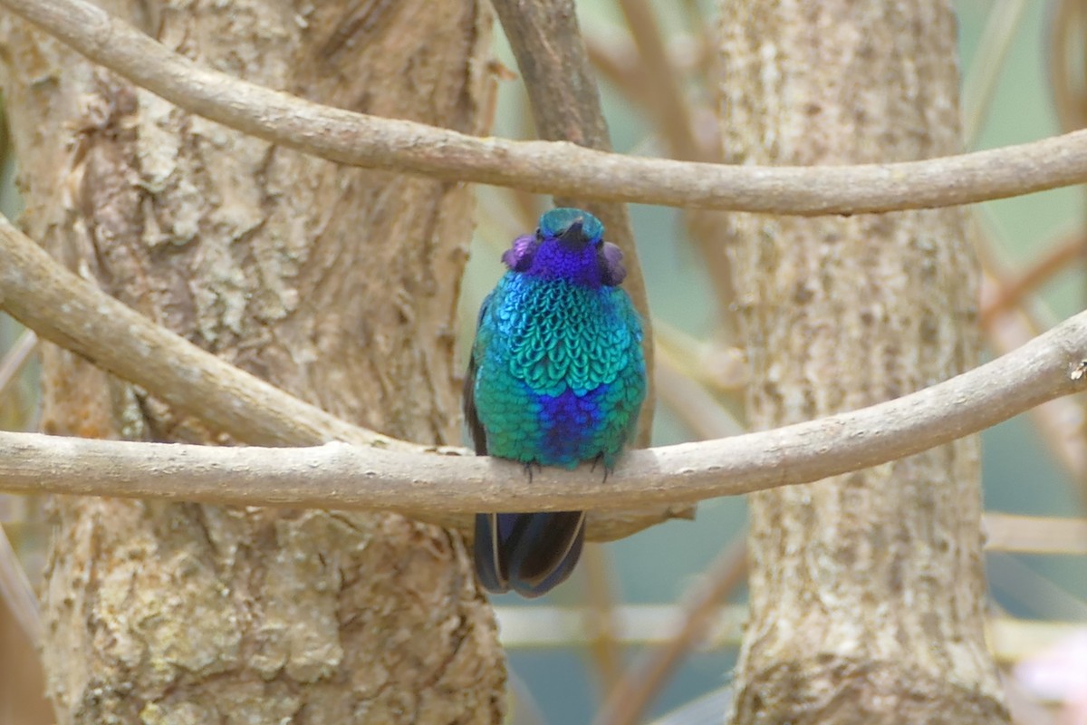 kolibřík modrolící - ML107843031
