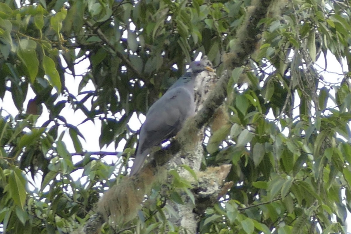 Band-tailed Pigeon - ML107843141