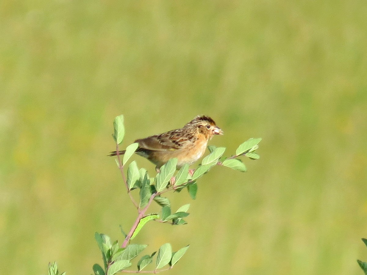 Grasshopper Sparrow - ML107843621