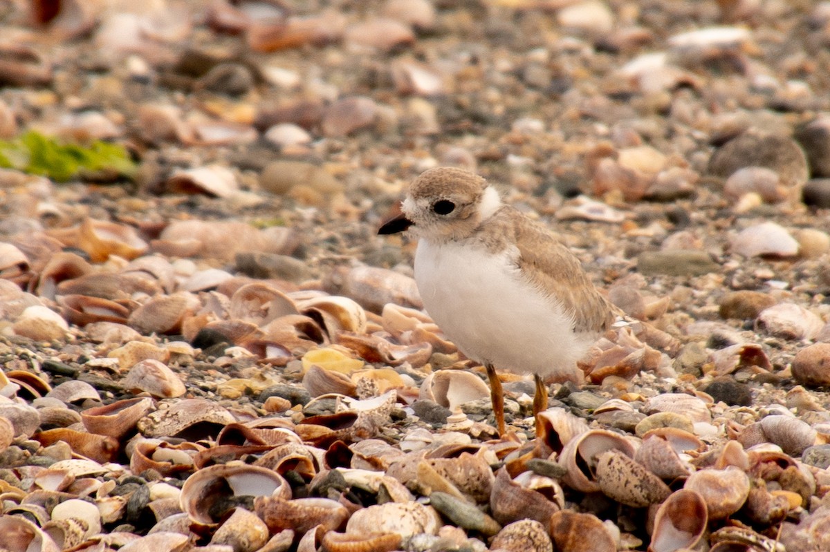 Piping Plover - Martin Hall