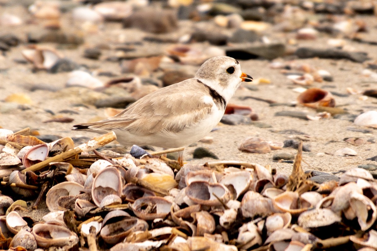 Piping Plover - Martin Hall