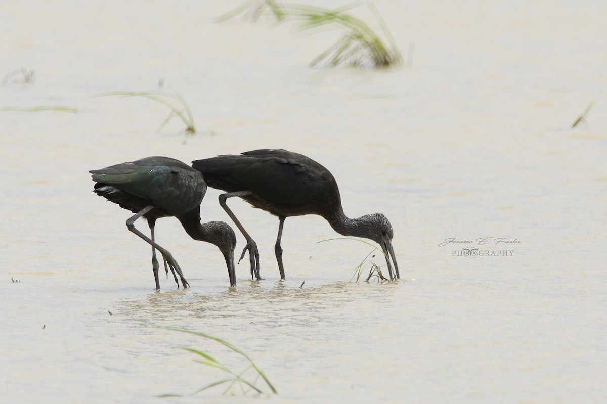 Glossy Ibis - Jerome Foster
