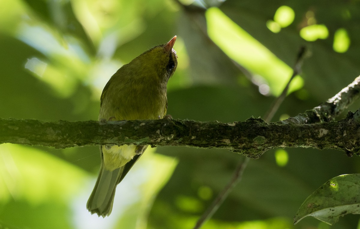 Negros Leaf Warbler - Forest Botial-Jarvis
