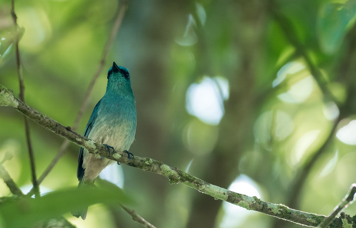 Turquoise Flycatcher - Forest Botial-Jarvis