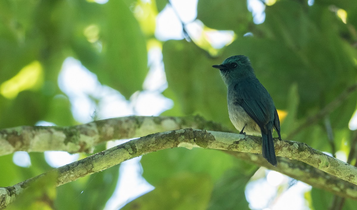 Turquoise Flycatcher - Forest Botial-Jarvis