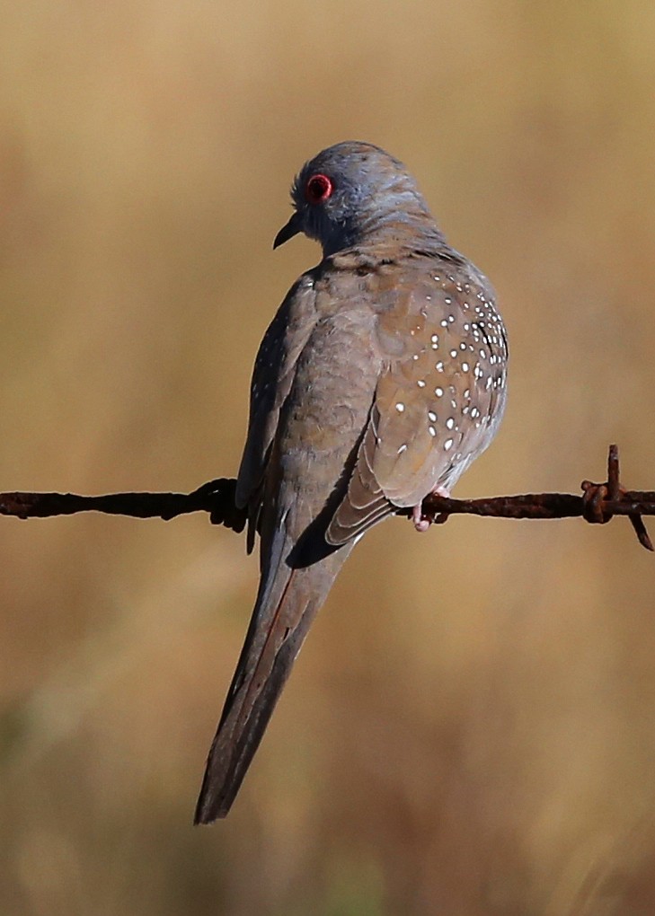 Diamond Dove - Doug Herrington || Birdwatching Tropical Australia Tours