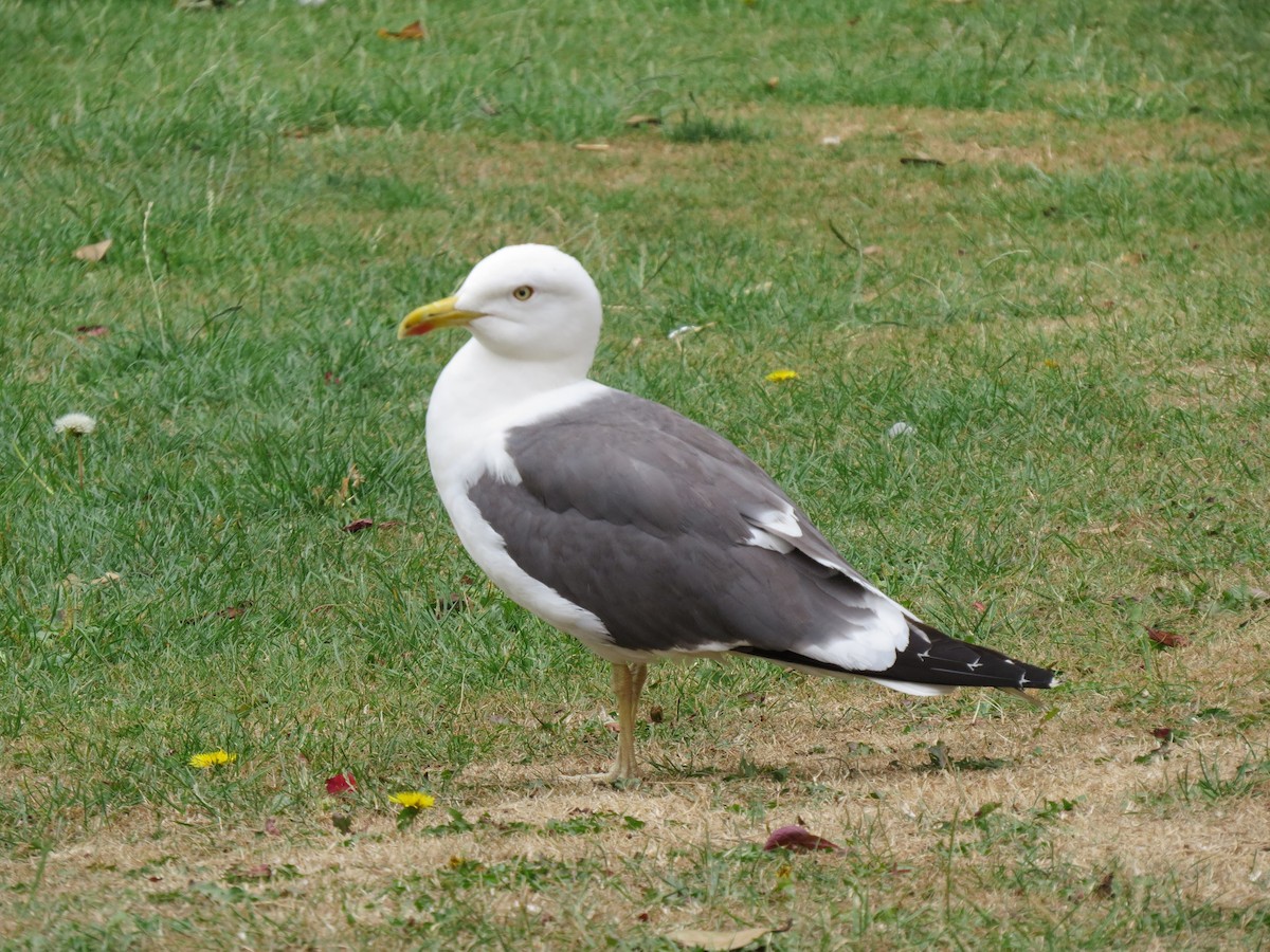 Lesser Black-backed Gull (graellsii) - ML107849941