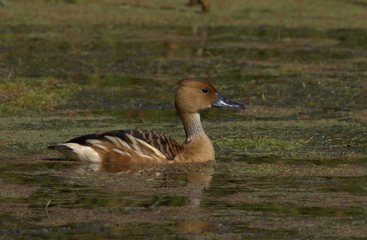 Fulvous Whistling-Duck - ML107852171