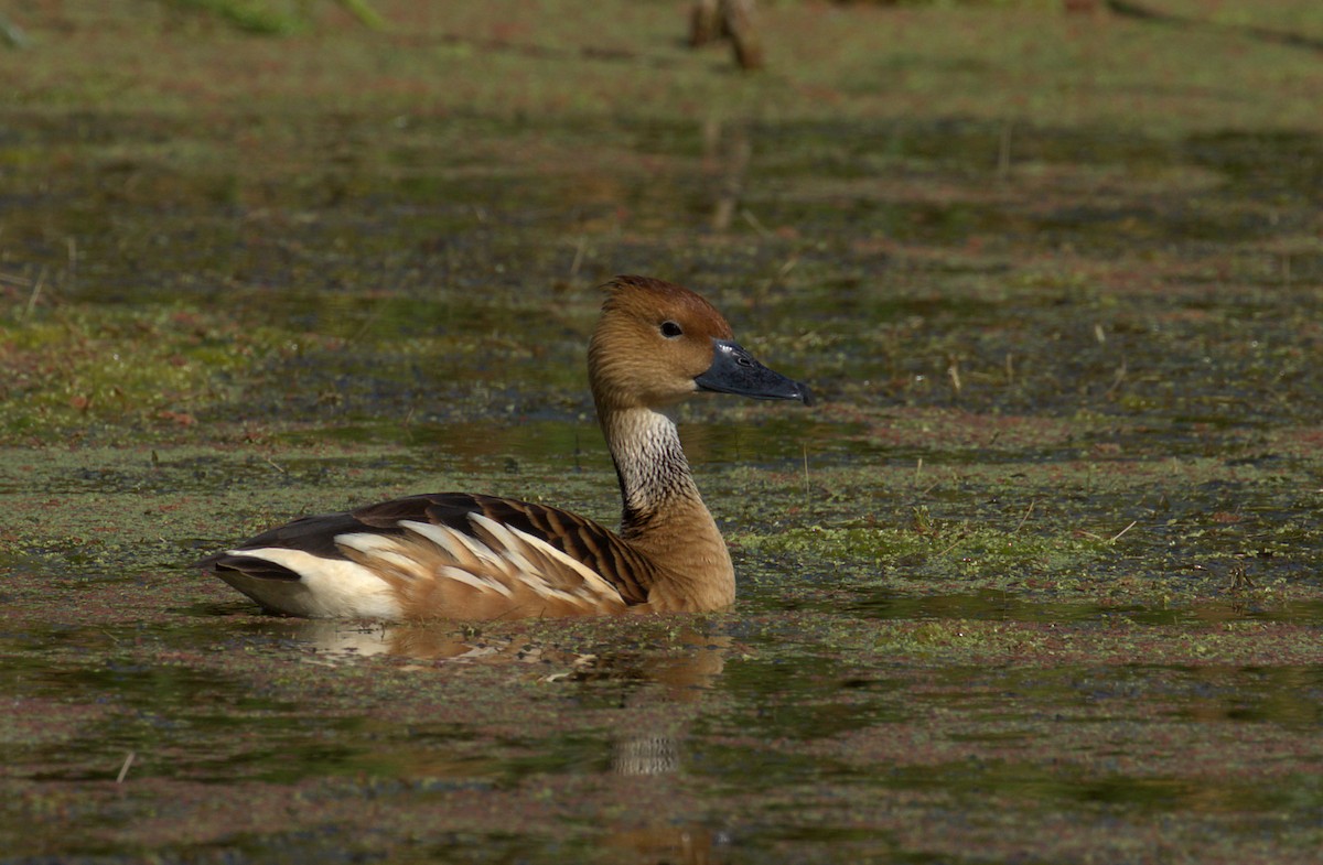 Fulvous Whistling-Duck - ML107852181