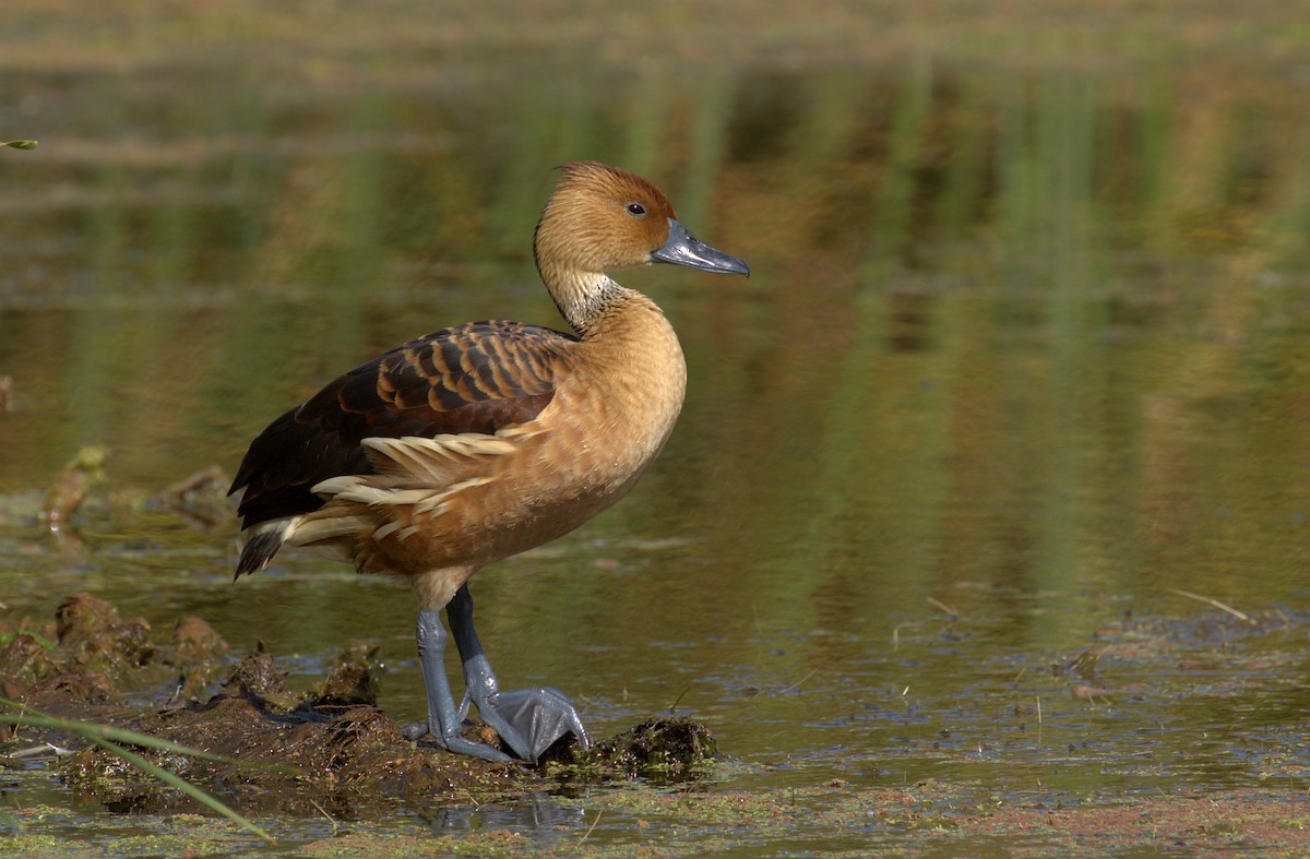 Fulvous Whistling-Duck - ML107852361