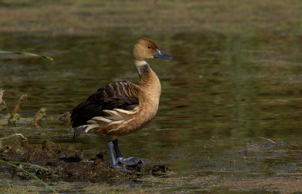 Fulvous Whistling-Duck - ML107852371