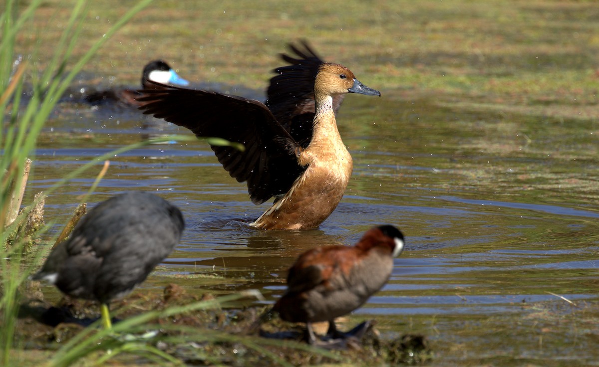 Fulvous Whistling-Duck - ML107852381