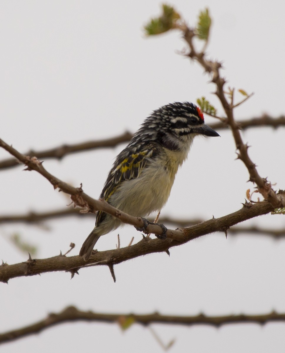 Red-fronted Tinkerbird - ML107854831