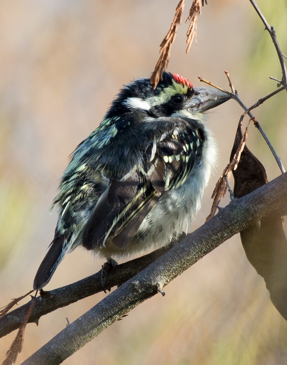 Red-fronted Barbet - Simon Carter
