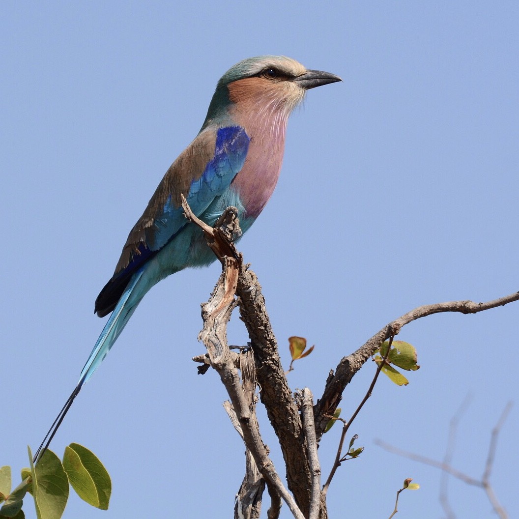 Lilac-breasted Roller - ML107856371