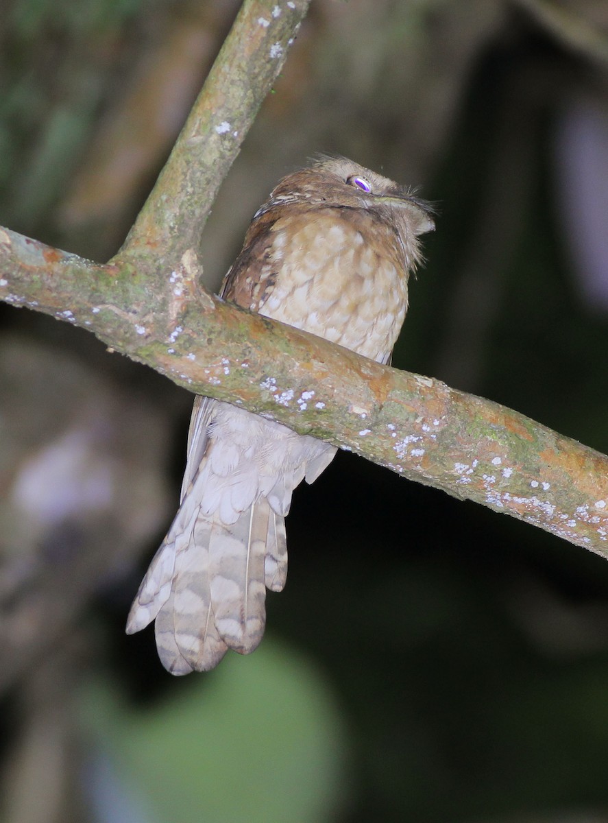 Gould's Frogmouth - Neoh Hor Kee