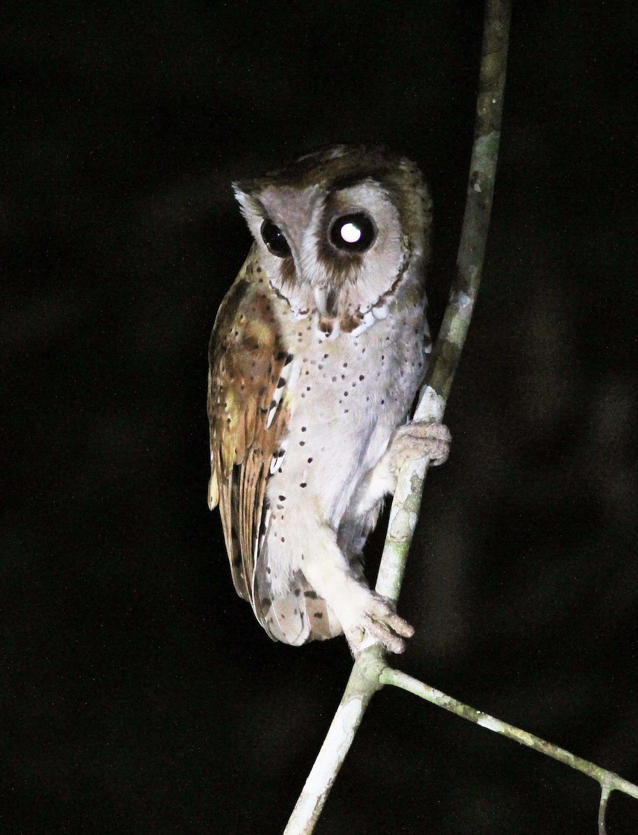 Oriental Bay-Owl - Neoh Hor Kee