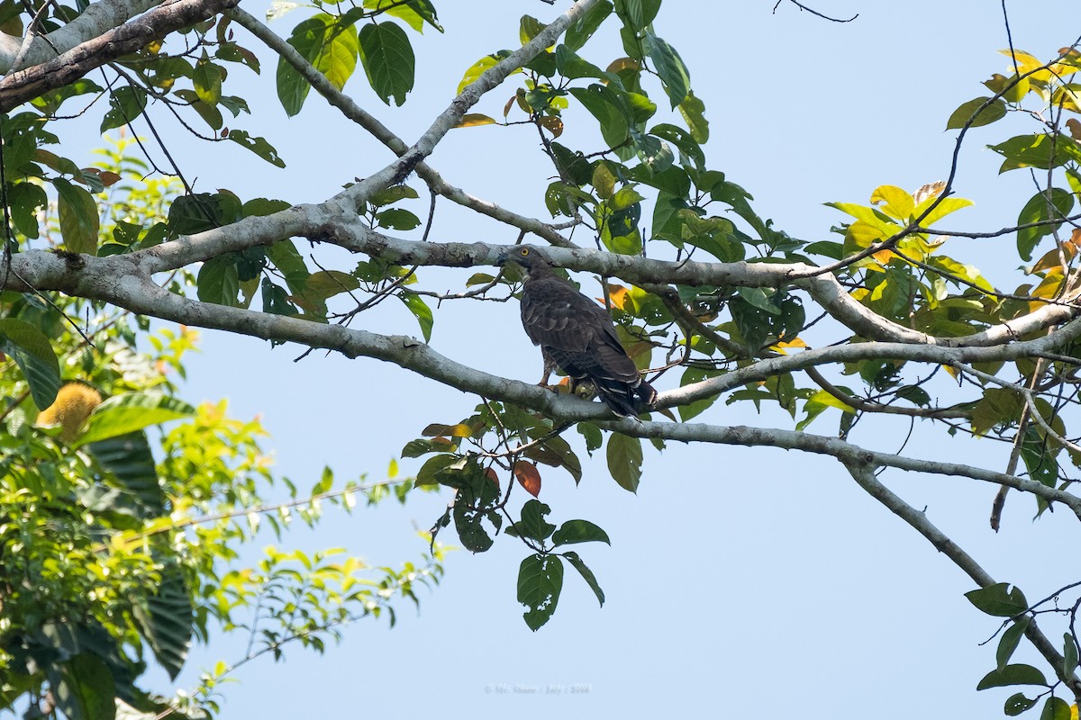 Oriental Honey-buzzard - bannawit rathanapimol