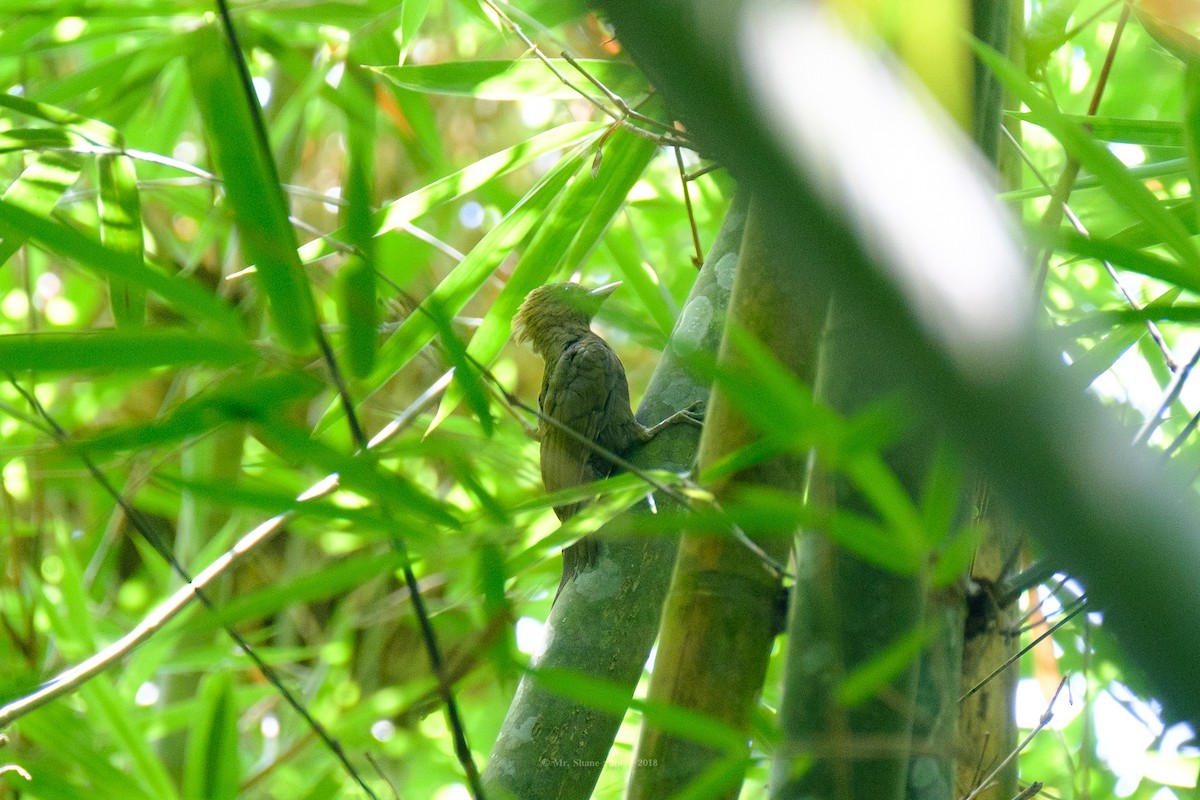 Bamboo Woodpecker - bannawit rathanapimol