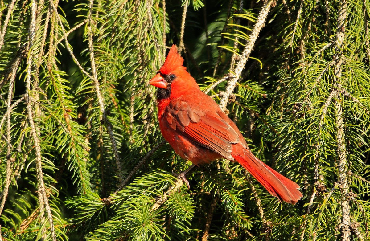 Cardinal rouge - ML107859491