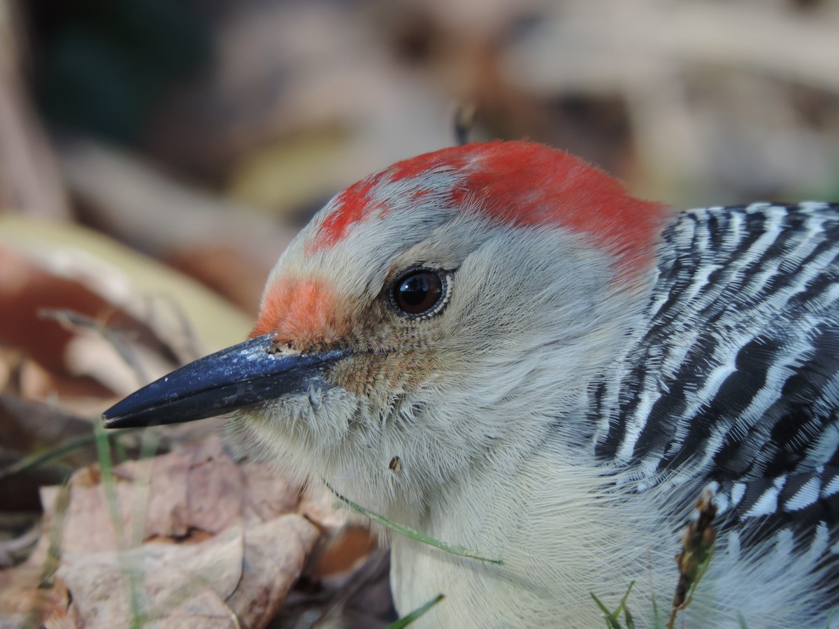 Red-bellied Woodpecker - ML107859831