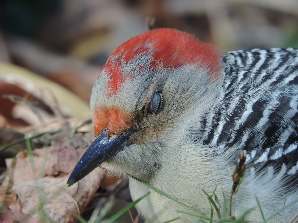 Red-bellied Woodpecker - ML107859921