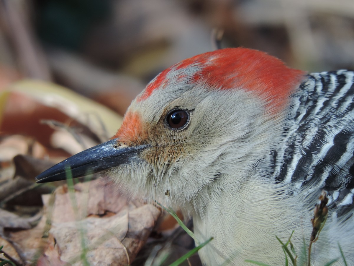 Red-bellied Woodpecker - ML107860001