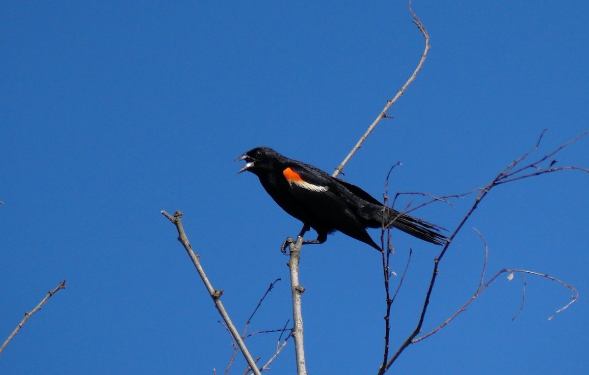 Red-winged Blackbird - Charles  Crawford