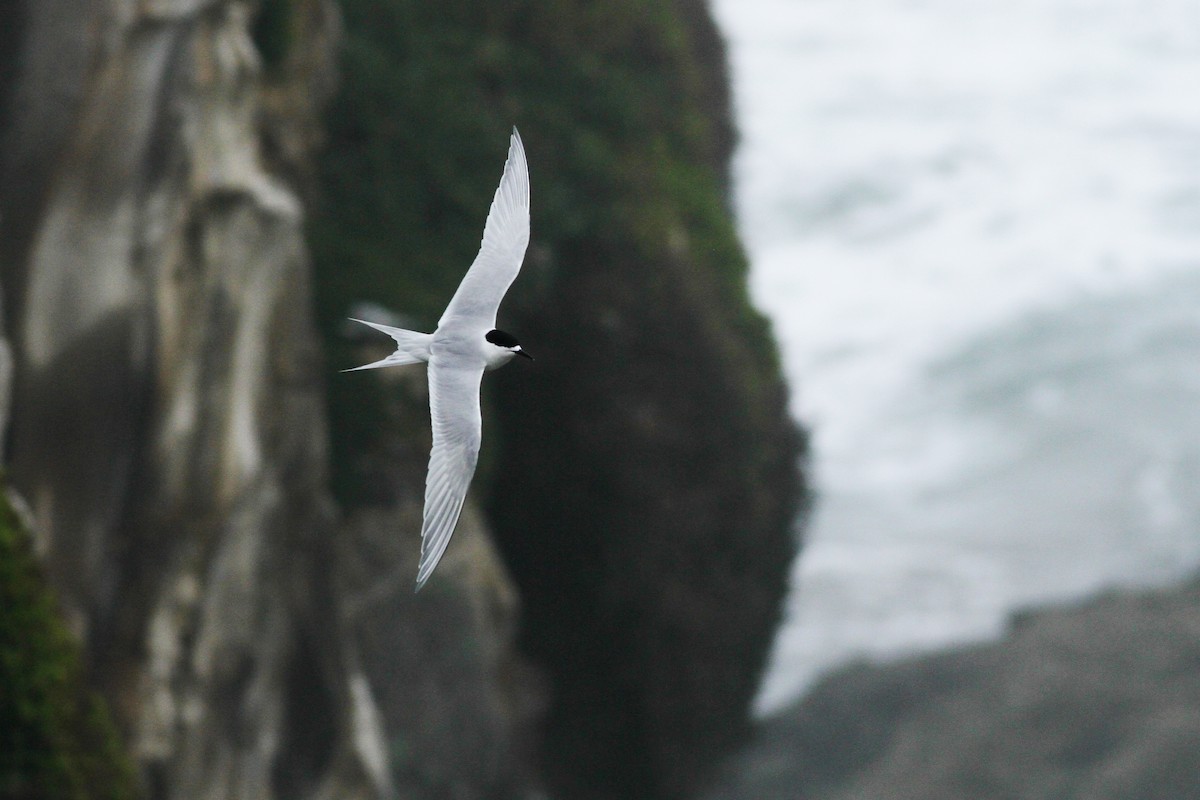 White-fronted Tern - ML107864891
