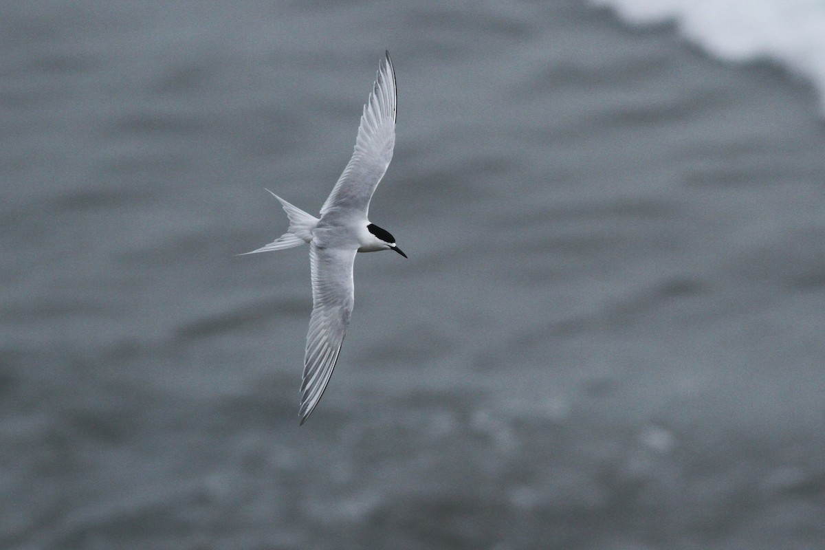 White-fronted Tern - ML107864901
