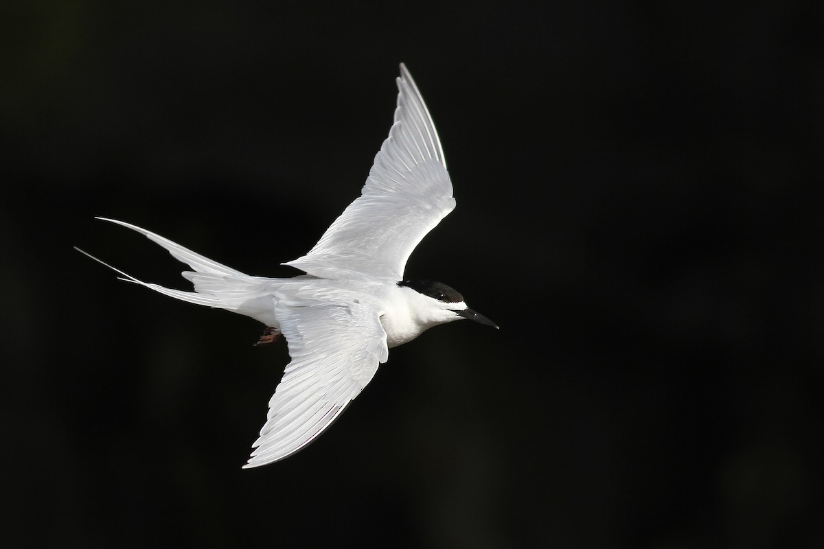 White-fronted Tern - ML107864961