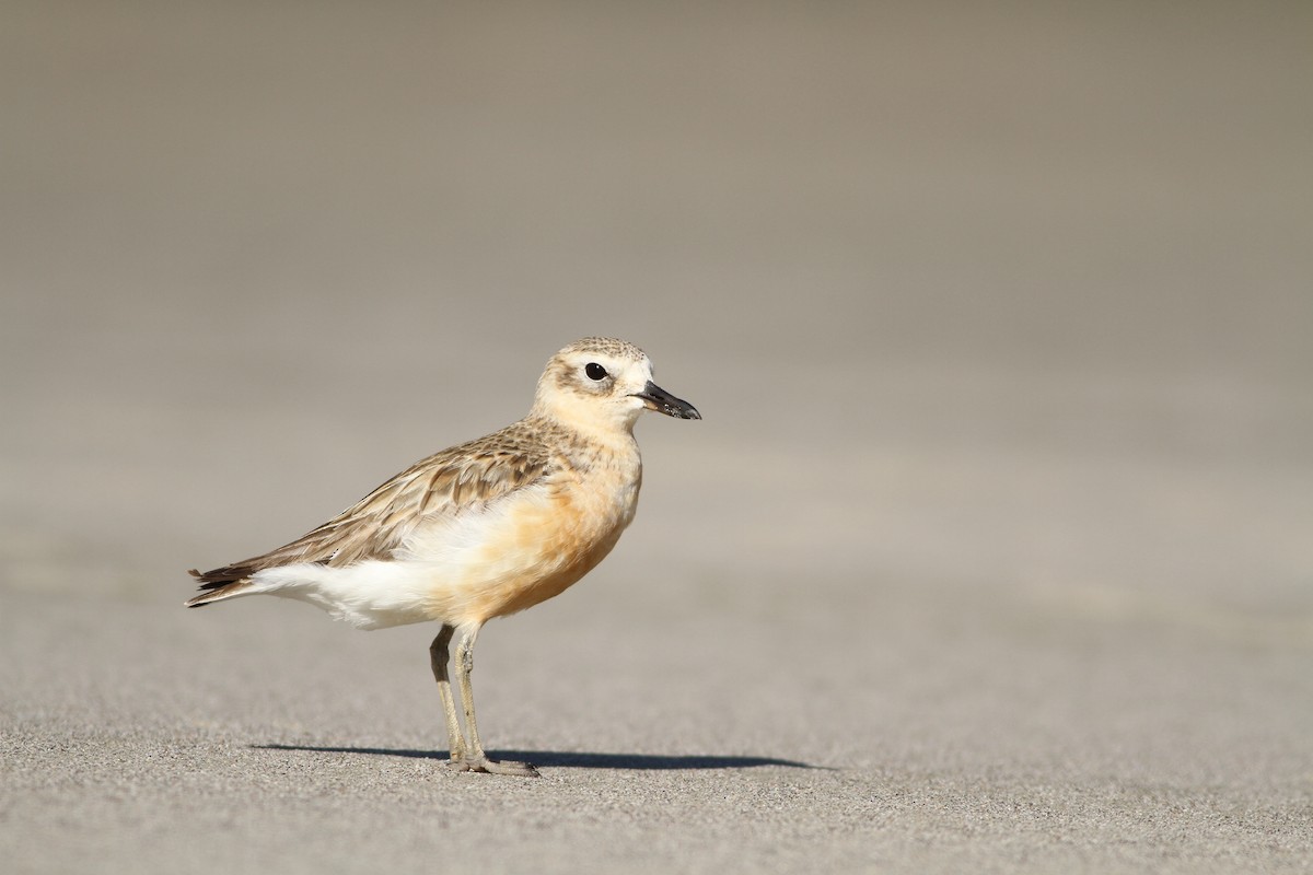 Red-breasted Dotterel - Evan Lipton