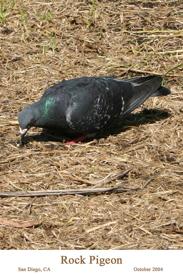 Rock Pigeon (Feral Pigeon) - ML107866081