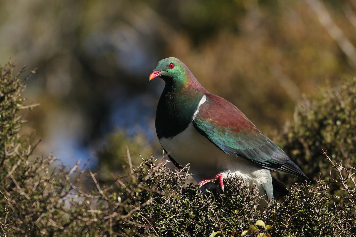 New Zealand Pigeon - ML107867281