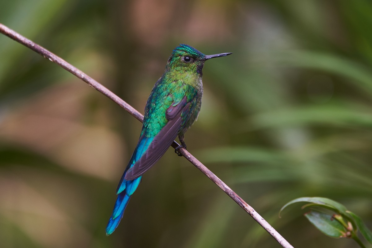 Long-tailed Sylph - ML107870941