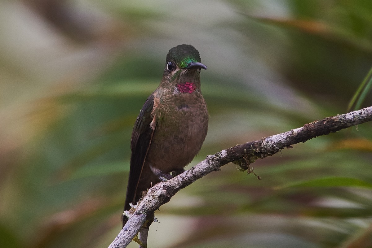 kolibřík hnědobřichý - ML107871031