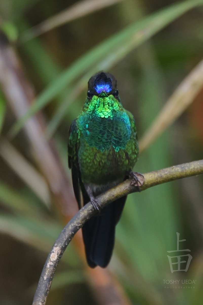 kolibřík fialovočelý - ML107871051