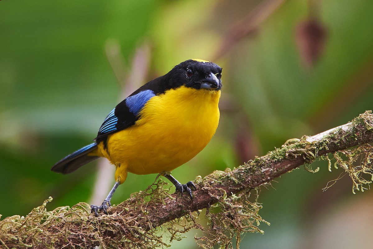 Blue-winged Mountain Tanager - ML107871231