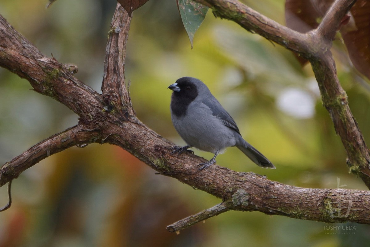 Black-faced Tanager - ML107871261
