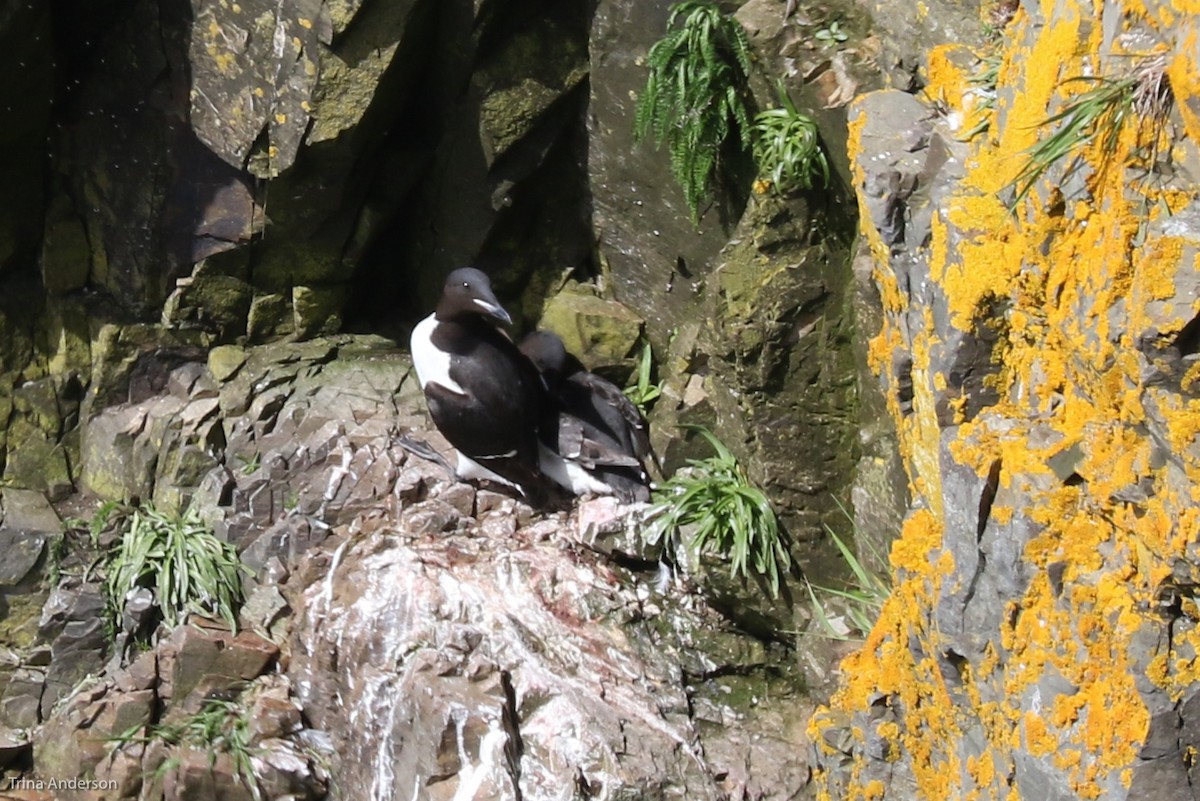 Thick-billed Murre - ML107875051