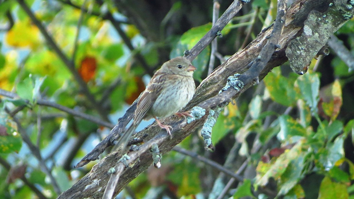 Field Sparrow - G & B