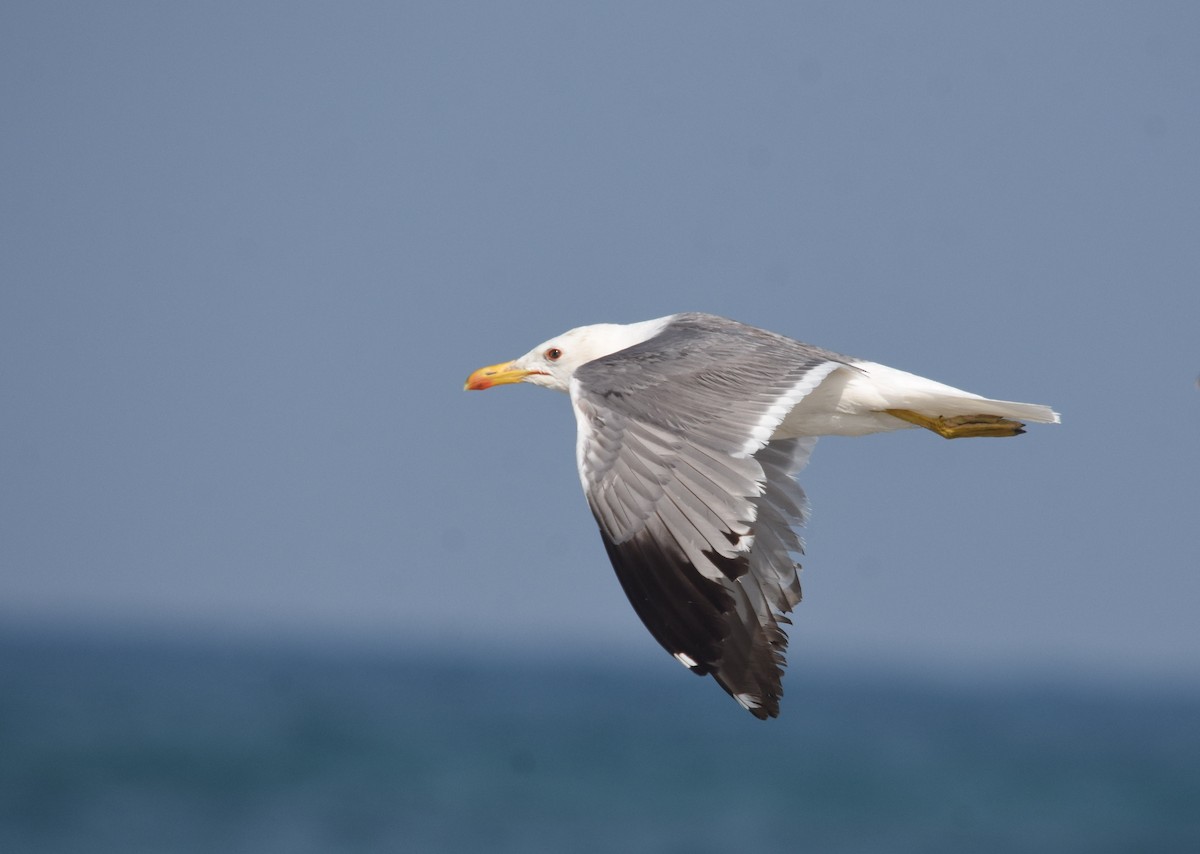 Yellow-legged Gull - Giora Leitner