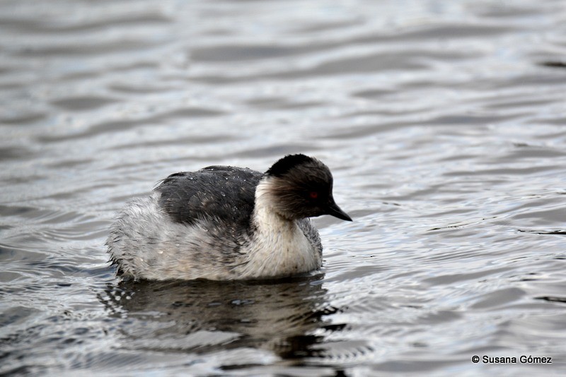 Silvery Grebe - Aves Sin Fronteras