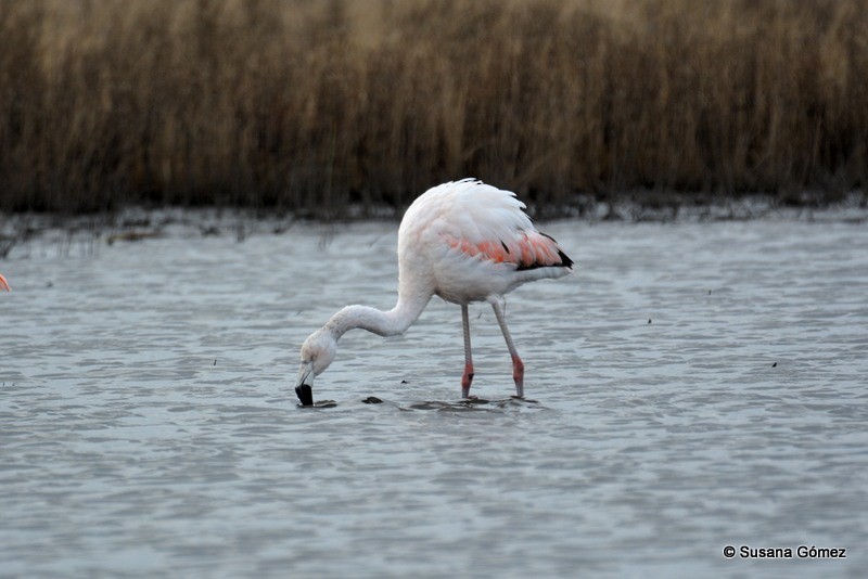 Şili Flamingosu - ML107879261