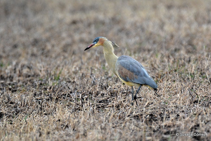 Whistling Heron - Aves Sin Fronteras