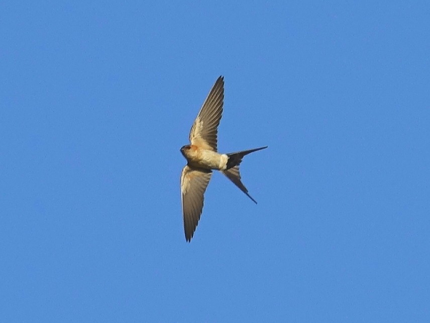 Red-rumped Swallow - Stéphane  Thomin