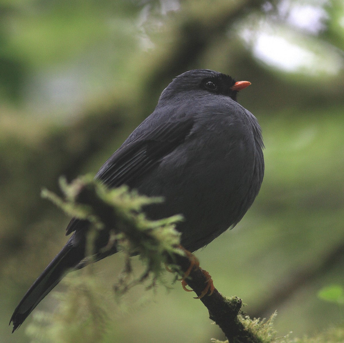 Black-faced Solitaire - Guy Poisson